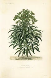 Helleboro fétido, Helleborus foetidus