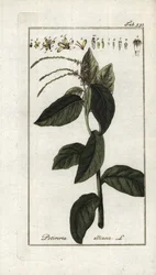 Verbena apestosa o liana de ajo (Petiveria alliacea). Litografía de "Afbeelding der Artseny-Gewassen" de Johannes Zorn (1739-1799), Países Bajos.