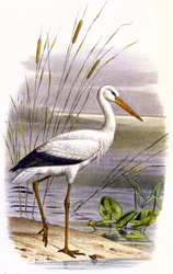 Cigüeña, c.1850 (litografía)