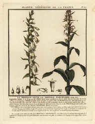 Dedalera de paja, Digitalis lutea.