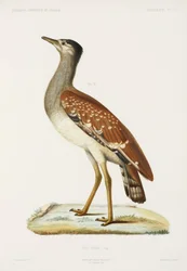 Avutarda de Sudán, Argelia