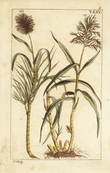 Caña de azúcar, Saccharum officinarum.