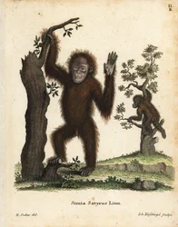Orangután de Sumatra, Pongo abelii. En peligro crítico de extinción. Grabado en cobre coloreado a mano según una ilustración de R. Oakes de Johann Christian Daniel Schreber