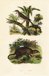 Pájaro del sol y suricata, 1834-1839 (grabado)