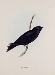 Golondrina o avión, América del Sur, c. 1832-1836