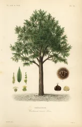 Castaño, Castanea sativa