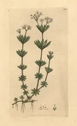 Galium odoratum (Asperula odorata) (gaillet odorant) Grabado en cobre coloreado a mano según un dibujo de James Sowerby para English Botany de James Smith.