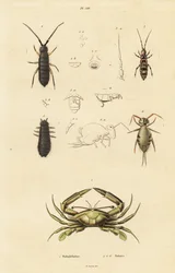 Cangrejo nadador y colémbolos.
