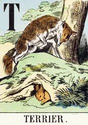 T: Terrier - El Alfabeto de la Caza, c.1890