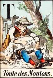 T Esquila de ovejas - "Alfabeto de la granja" finales del siglo XIX (grabado)