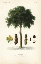 Árbol de tamarindo, Tamarindus indica