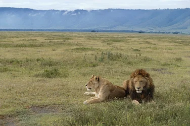 Tanzania, área de conservación de Ngorongoro, leones (Pantera leo)