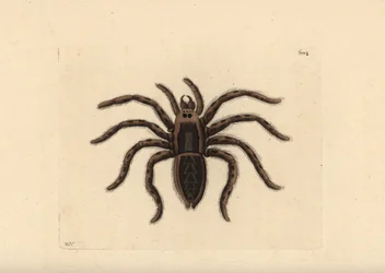 Araña lobo tarántula, Lycosa tarantula (Araña tarántula, Aranea tarantula). Ilustración dibujada y grabada por Richard Polydore Nodder. Grabado en cobre coloreado a mano de George Shaw y Frederick Nodder, The Naturalist