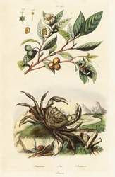 Té, escarabajo y cangrejo.