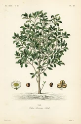 Árbol del té o planta del té, Camellia sinensis, Thea sinensis