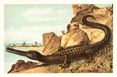 Teleosaurus cadomensis, especie extinta de cocodrilo marino.1908 (litografía)