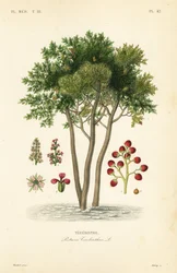 Terebinto o árbol de trementina, Pistacia terebinthus