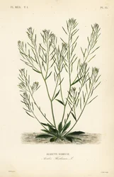 Berro de Thale, berro de oreja de ratón o arabidopsis, Arabidopsis thaliana, Arabis thaliana, Arabette rameuse