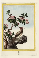 El manzano de China. Manzano chino, Malus prunifolia. Grabado coloreado a mano de Pierre Joseph Buchoz "Colección preciosa e iluminada de las flores más bellas y curiosas, cultivadas tanto en los jardines de China como en los de Europa, París".