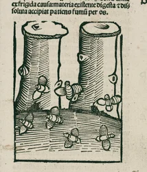 La abeja
