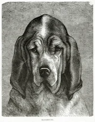 El Bloodhound. 1902