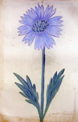 La achicoria