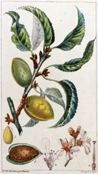 El almendro, c. 1801-1850 (grabado)