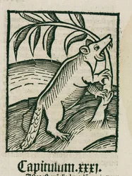 El castor
