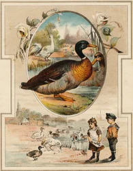 El pato. Grabado en "Mon premier Grand Alphabet". Edición Bernardin-Bechet, París, circa 1890. Ilustraciones de A. des Lilleuls. Sin página, 46 páginas