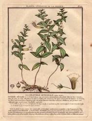 La gratiola officinale (Gratiola officinalis). Planta venenosa, descripción de la planta, tallo, hojas, flores y raíces. Detalles del cáliz, el pistilo y la cápsula. Eau forte en couleurs Siglo XVIII, en Herbier de la France (1780-1793), dibujo, grabado y 