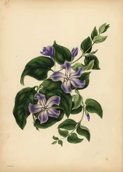 La gran vincapervinca azul, Vinca major, Los placeres de la memoria