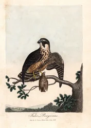 El halcón pelerino. Grabado en cobre coloreado de George Graves, en British Ornithology