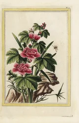 El árbol púrpura tiene flores encarnadas. Malva rosada, Hibiscus syriacus. Grabado coloreado a mano de Pierre Joseph Buchoz "Colección preciosa e iluminada de las flores más bellas y curiosas, cultivadas tanto en los jardines de China como en los de Europa