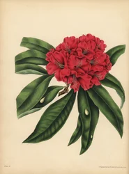 El rododendro de flores rojas, Peligro