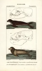 El oso marino o lobo fino del norte (arctocephale) y el león marino o lobo marino (platyrhynque) - Eau forte de Jean Gabriel Pretre (1780-1845), grabado por Carnonkel, para el diccionario de ciencias naturales: mamíferos de Frederic Cuvier, editado por Pie