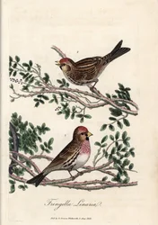 El sizerin o linotte pequeño. Grabado en cobre coloreado de George Graves, en British Ornithology