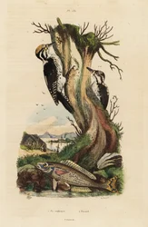 Pico tridáctilo, Picoides tridactylus, y picarel, Spicara smaris