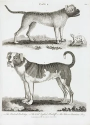Tres tipos de perro