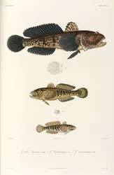 Tres tipos de gobio, mar Negro
