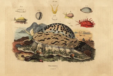 Caurí tigre, Cypraea tigris 1, caurí arrugado, Nucleolaria nucleus 2, caurí de dinero, Monetaria moneta 3, y Ellatrivia merces 4, Porcelanas