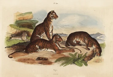 Tigres, Panthera tigris, en peligro de extinción