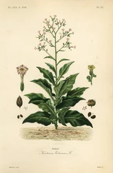 Planta de tabaco, Nicotiana tabacum