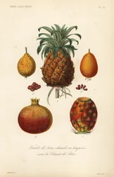 Frutas tropicales, frutas de invernadero caliente o templado