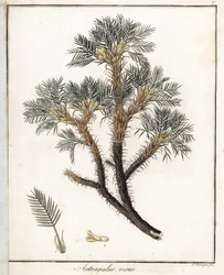 True Astragalus - Litografía de F. Guimpel, extraída de la botánica médica de Friedrich Gottlob Haynes (1763-1832), Berlín