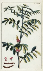 True indigo, Indigofera tinctoria.
