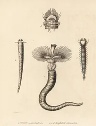 Gusano de tubo, Serpula vermicularis (Serpula contortuplicata), y gusano abanico, Amphictene auricoma (Amphitrite auricoma). Litografía coloreada a mano de Gebhart a partir de una ilustración de Zehner de la Galería de Historia Natural de Georg Friedrich T
