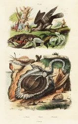 Conchas de atún y torcecuello euroasiático.
