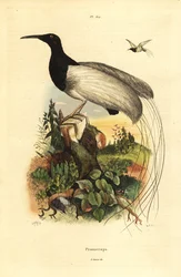 Ave del paraíso de doce hilos, Seleucidis melanoleucus