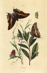 Pasha de dos colas o emperador zorro, Charaxes jasius, con pupa y oruga 1, y mariposa ochenta y ocho de Cramer, Diaethria clymena 2