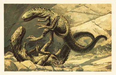 Dos Dryptosaurus aquilunguis batallando.1908 (litografía)